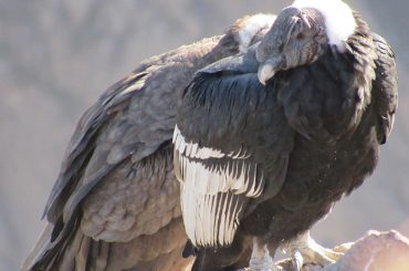 Mirador del Condor – Chonta